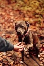 Mars, a Adoptable mixed breed in Wausau, WI image 5/5
