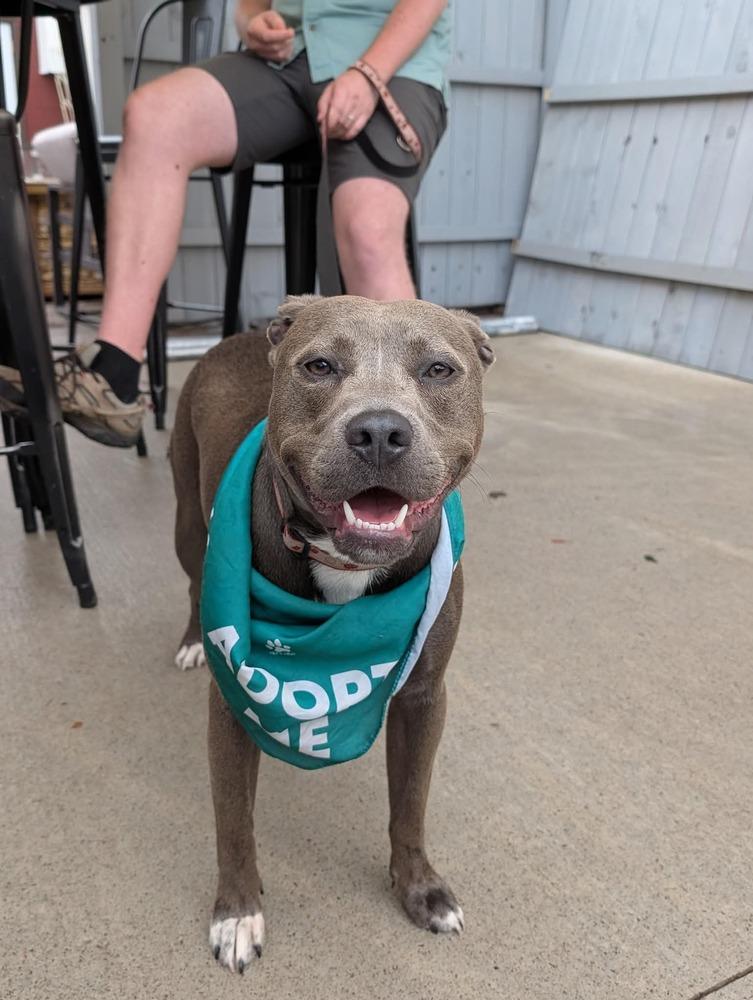 Enlarge Mars, a Adoptable mixed breed in Wausau, WI image 6/6