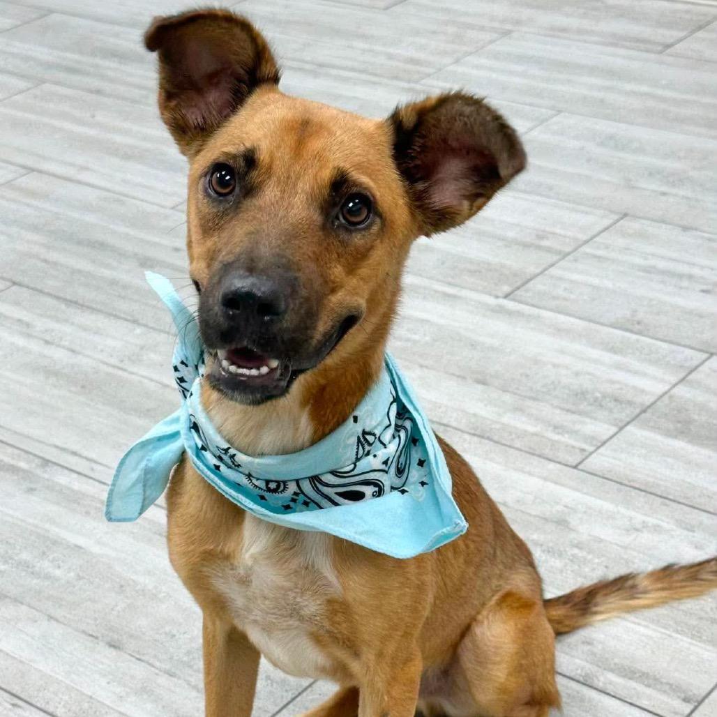 Peanut Butter, Adoptable, Young Male Mixed Breed.