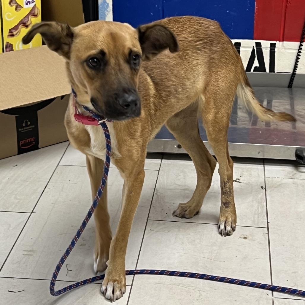 Enlarge Peanut Butter, a Adoptable Mixed Breed in Lufkin, TX image 2/4