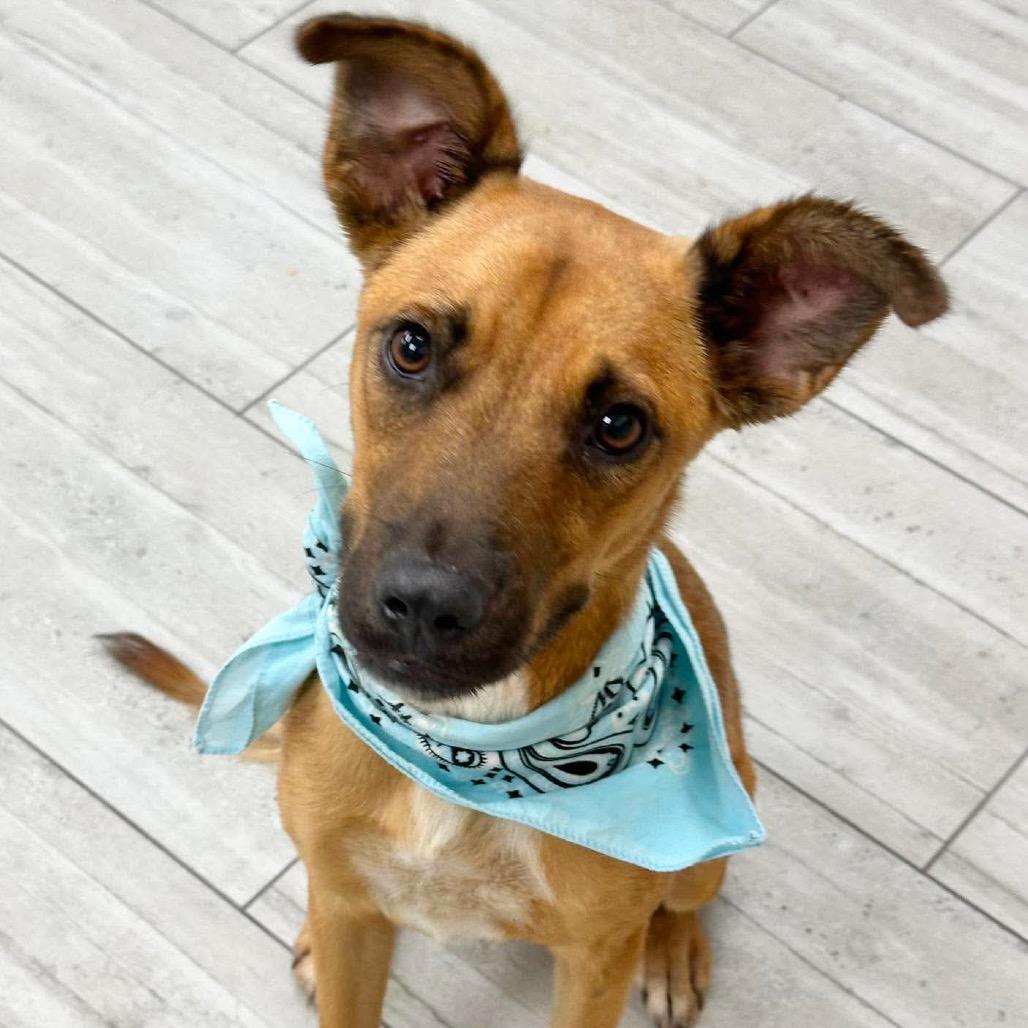 Enlarge Peanut Butter, a Adoptable Mixed Breed in Lufkin, TX image 3/4