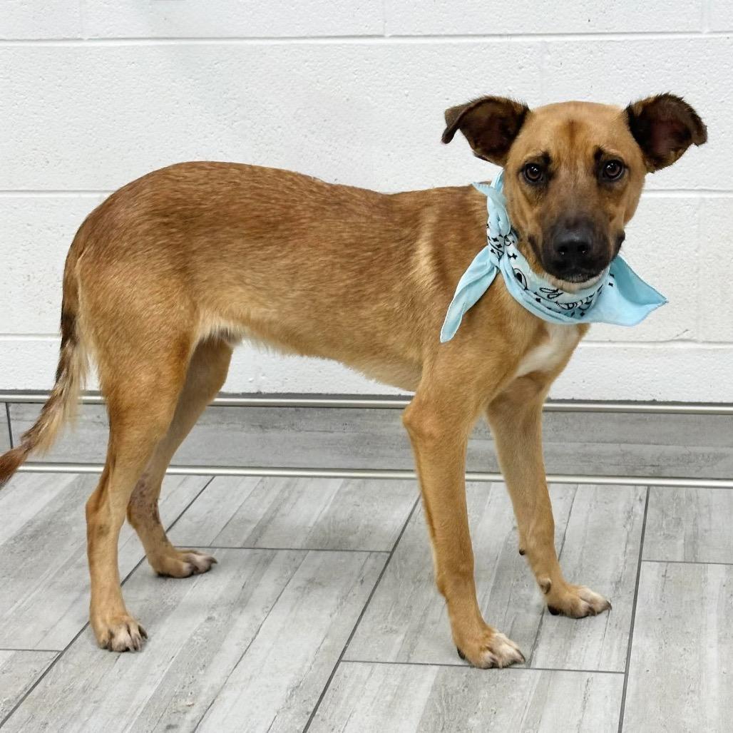 Enlarge Peanut Butter, a Adoptable Mixed Breed in Lufkin, TX image 4/4