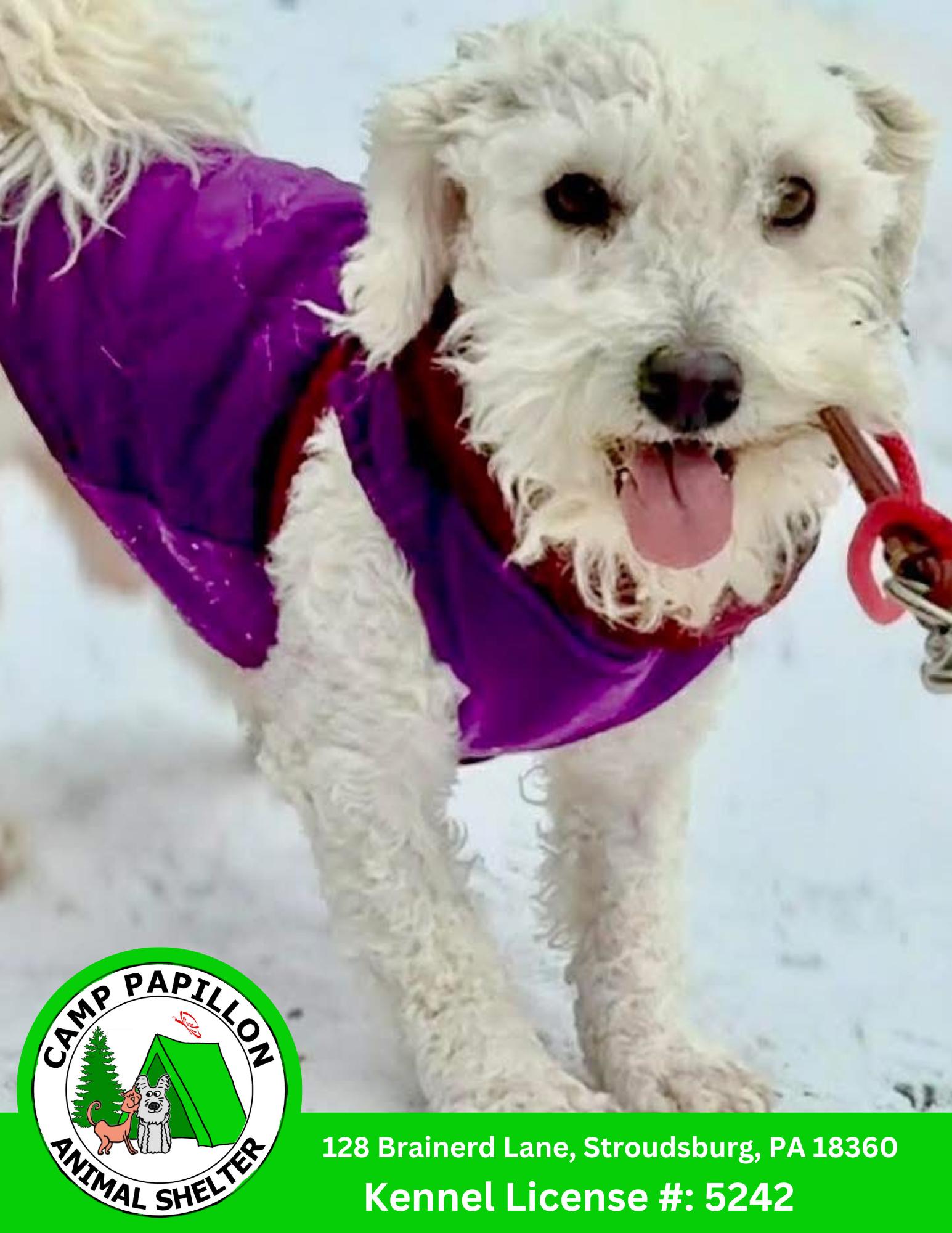 Pee Wee, Adoptable, Adult Male Bichon Frise.