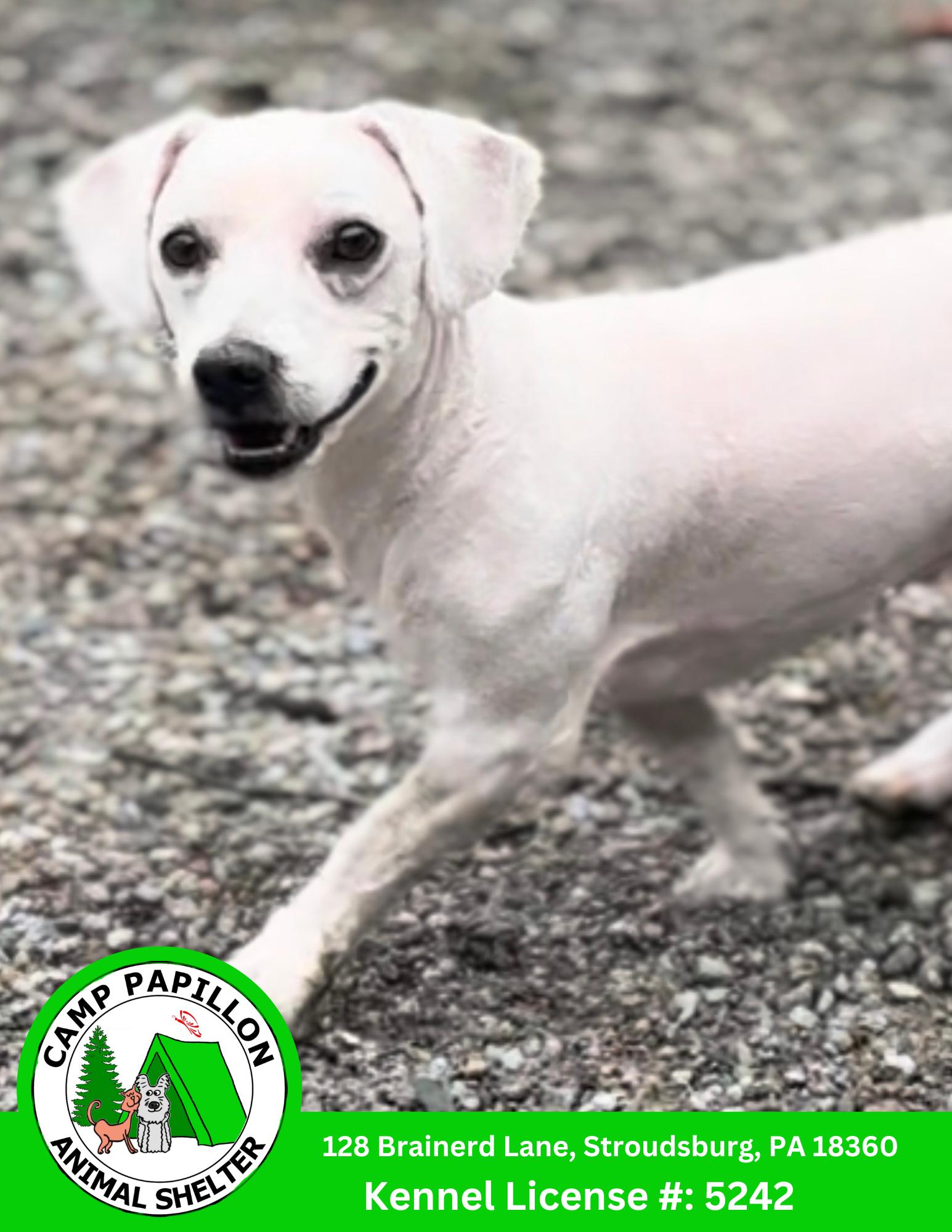 Pee Wee, Adoptable, Adult Male Bichon Frise.