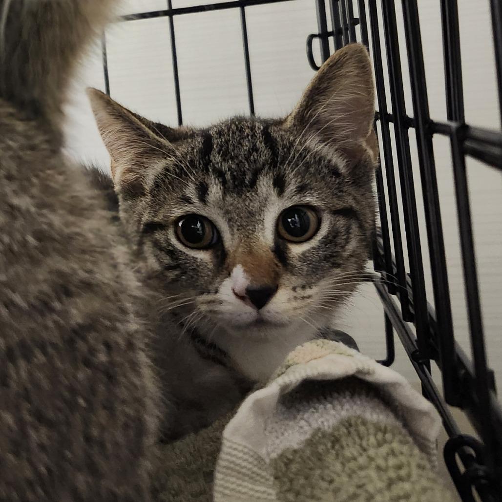 Pupfish, Adoptable, Kitten Female Domestic Short Hair.