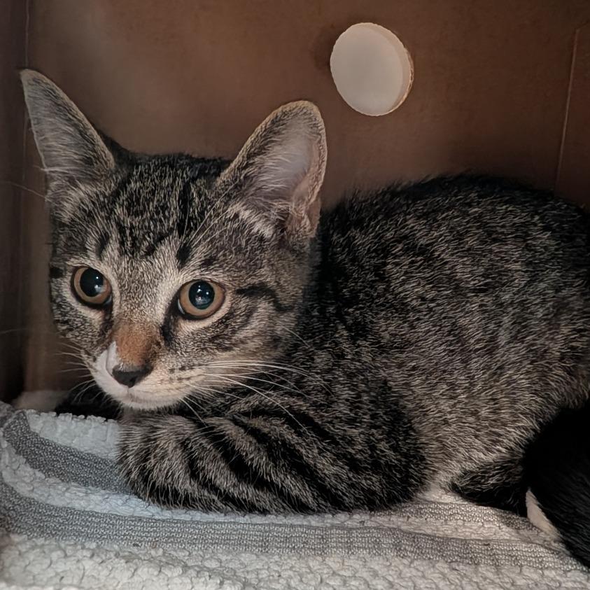 Pupfish, a Adoptable Domestic Short Hair in Novelty, OH image 2/2