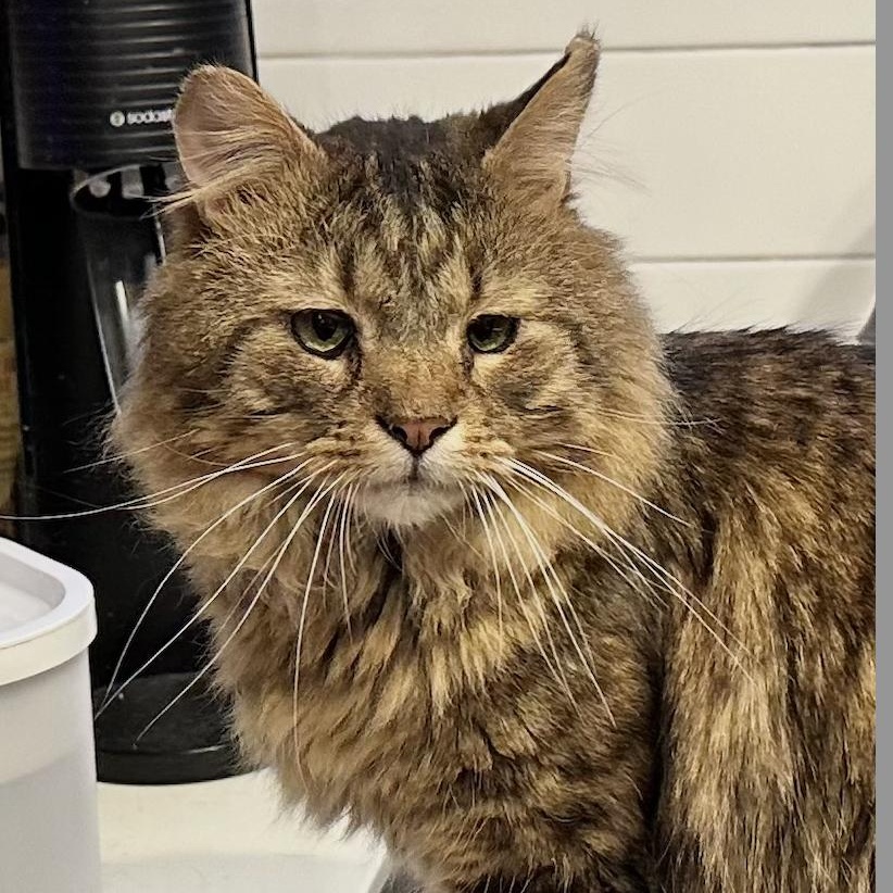 Enzo the easy going snuggler, Adoptable, Young Male Domestic Medium Hair & Maine Coon.