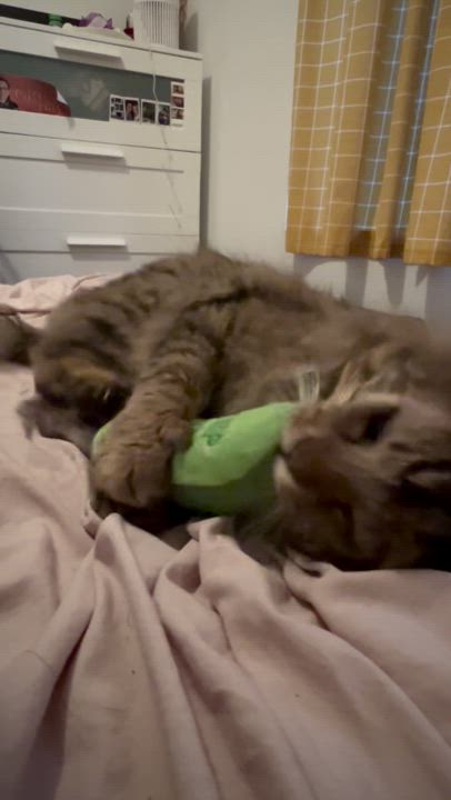 Enlarge Enzo the easy going snuggler, a Adoptable mixed breed in New York, NY video 5/6