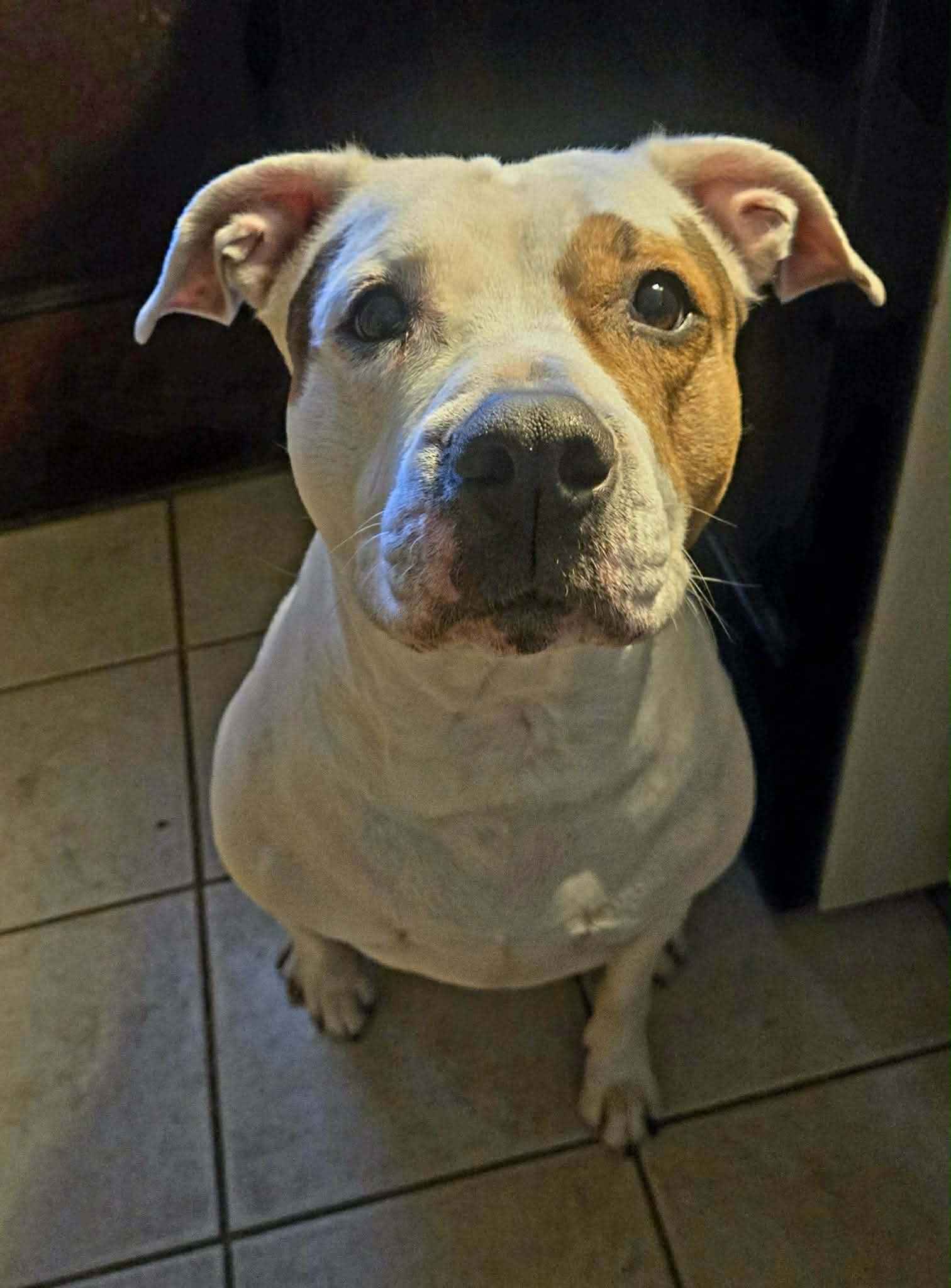 Enlarge Kash: Adopt or Forever Foster, a Adoptable mixed breed in Rochester, NY image 1/6