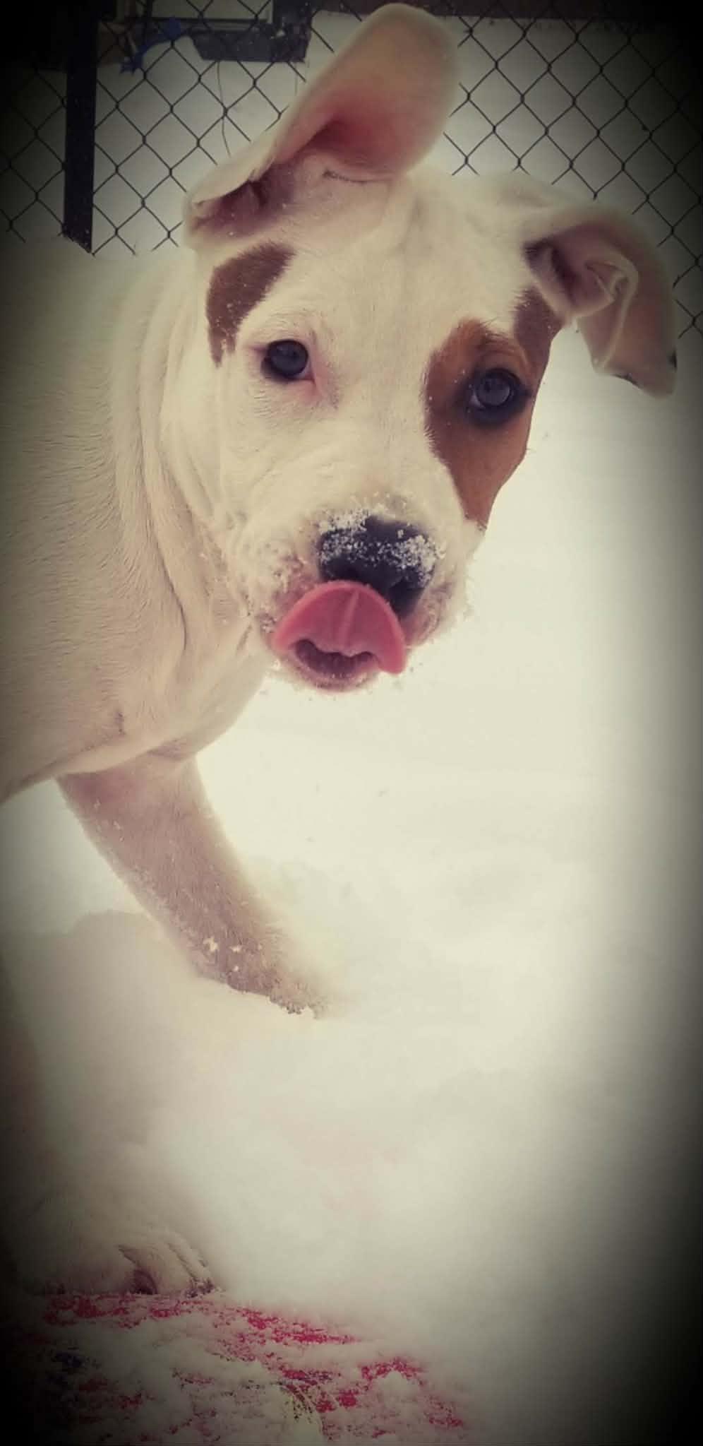 Enlarge Kash: Adopt or Forever Foster, a Adoptable mixed breed in Rochester, NY image 3/6