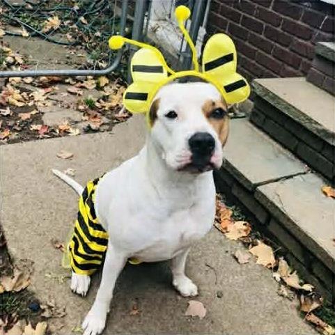 Enlarge Kash: Adopt or Forever Foster, a Adoptable mixed breed in Rochester, NY image 5/6