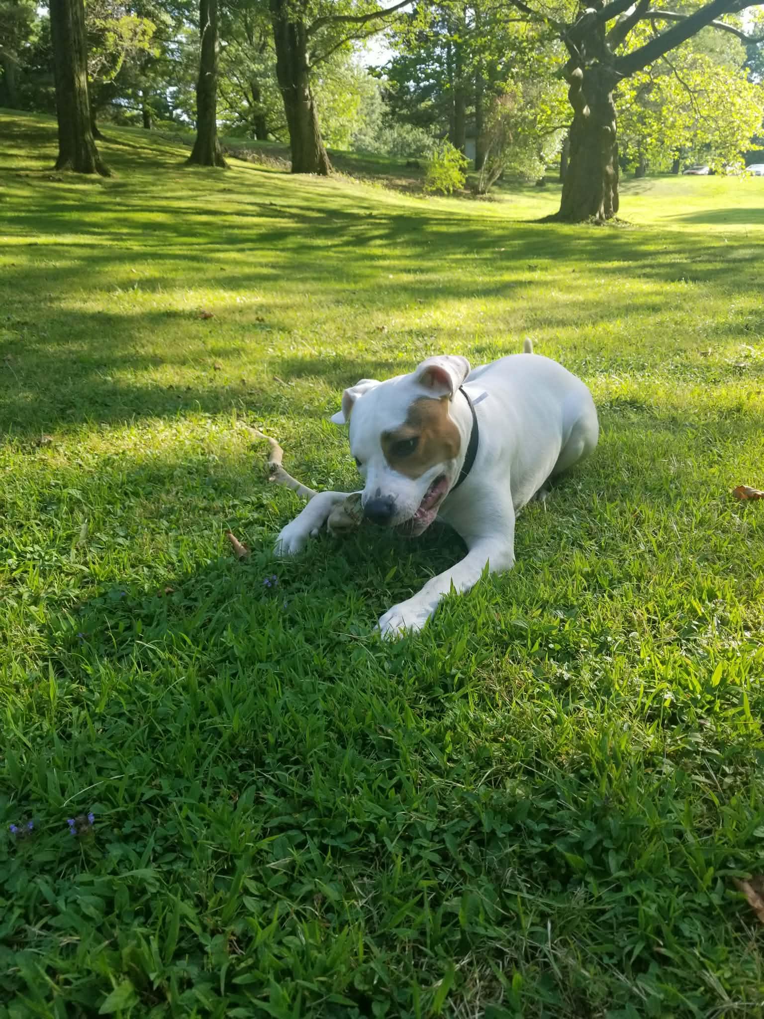 Enlarge Kash: Adopt or Forever Foster, a Adoptable mixed breed in Rochester, NY image 6/6