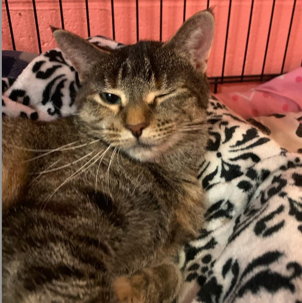 Nena — thumbnail 2