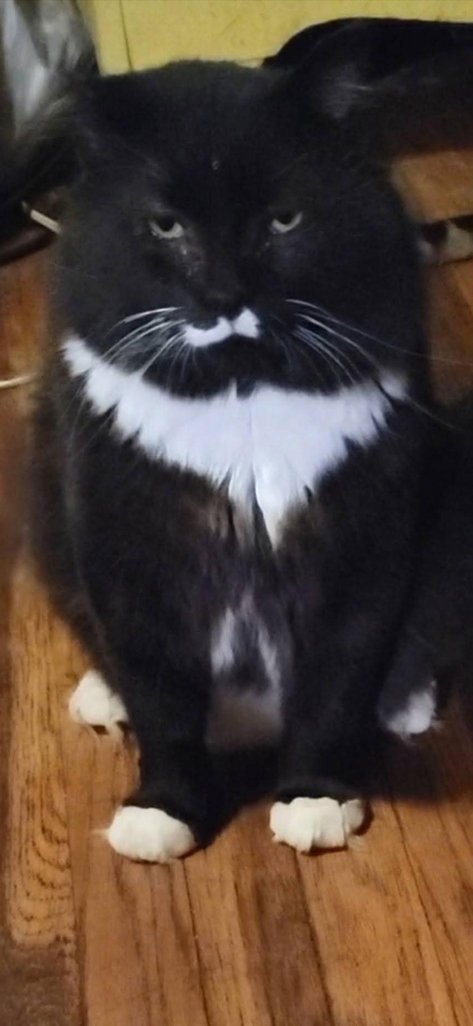 PUDDING, Adoptable, Adult Male Domestic Long Hair.