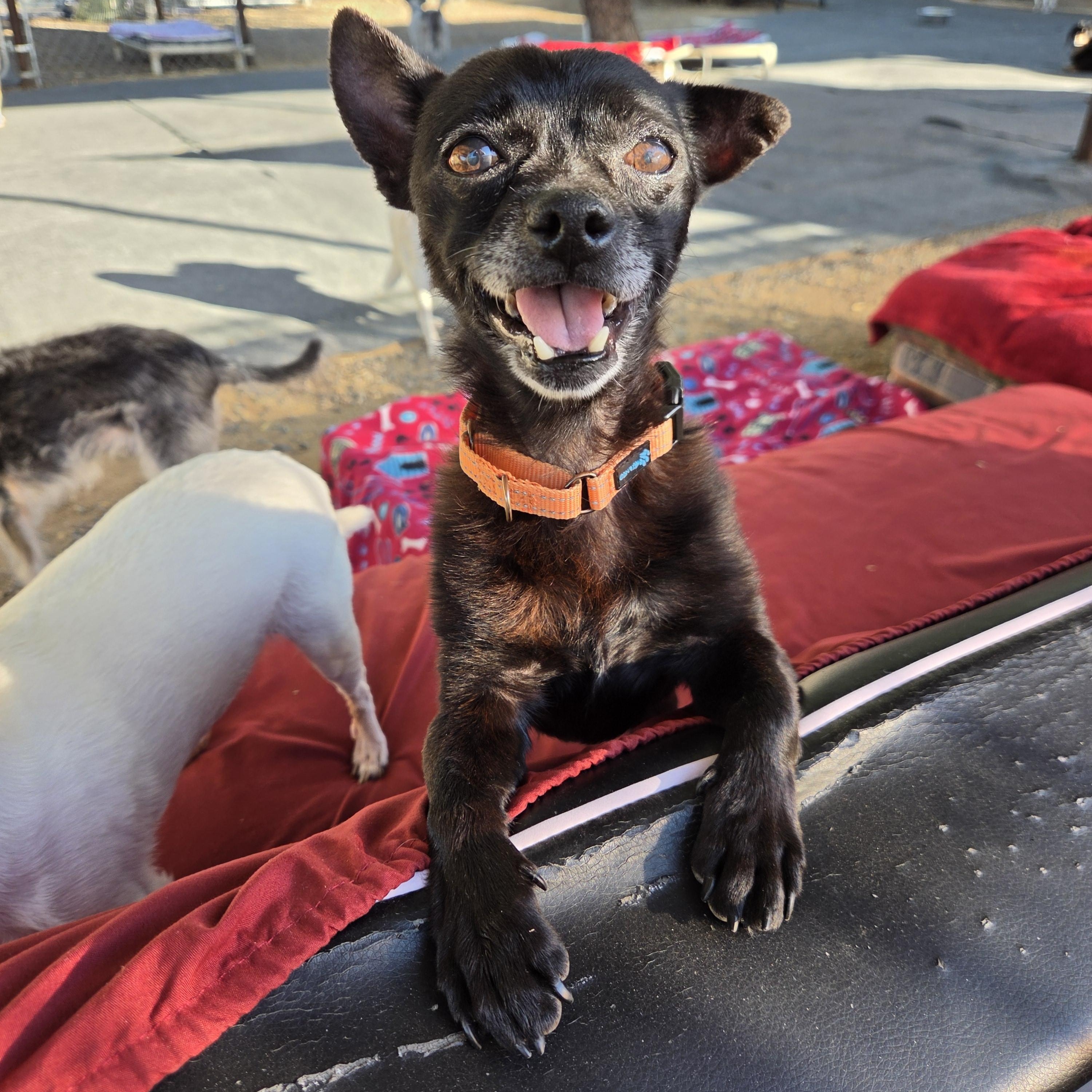 Jimothy, Adoptable, Senior Male Chihuahua.