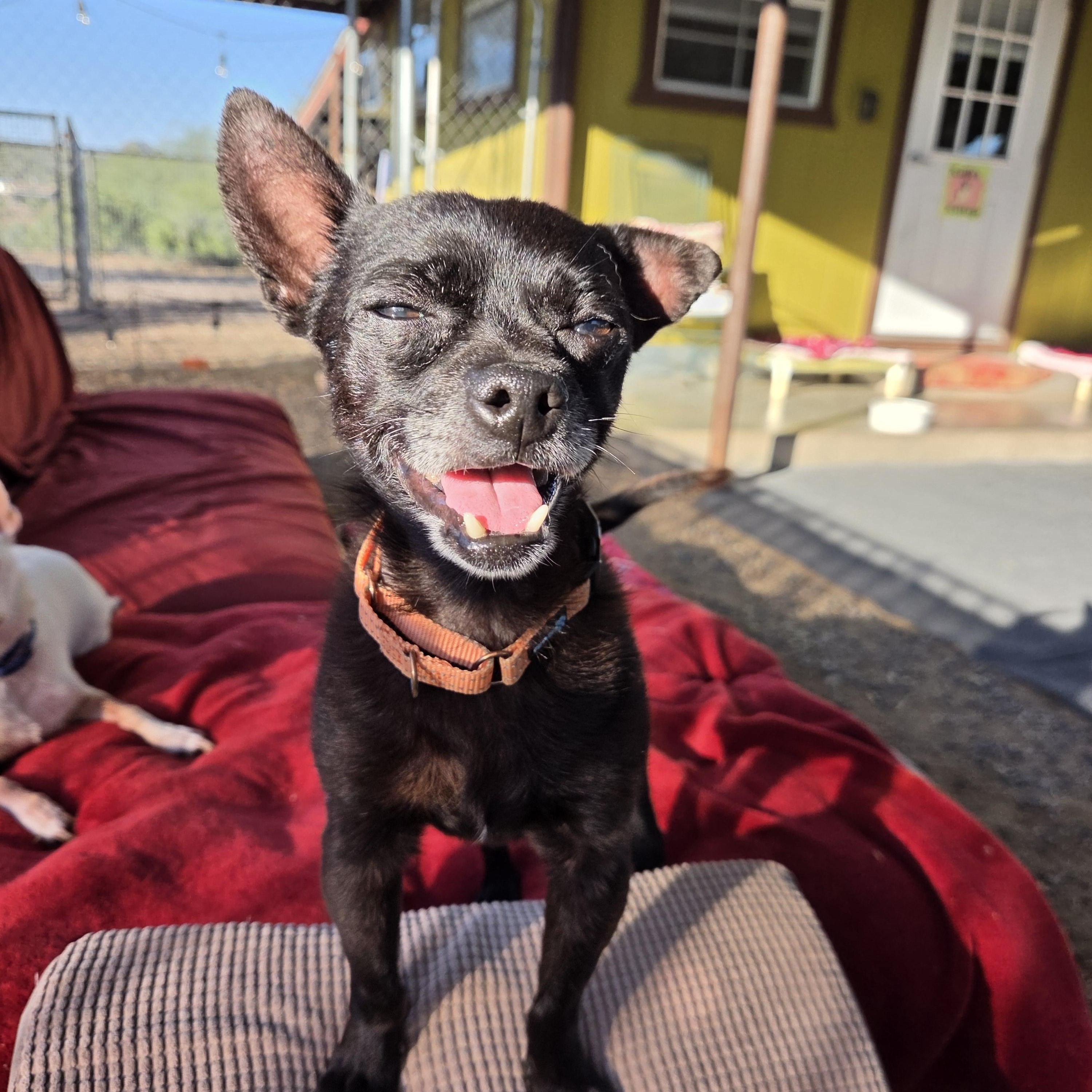 Enlarge Jimothy, a Adoptable mixed breed in New River, AZ image 3/3