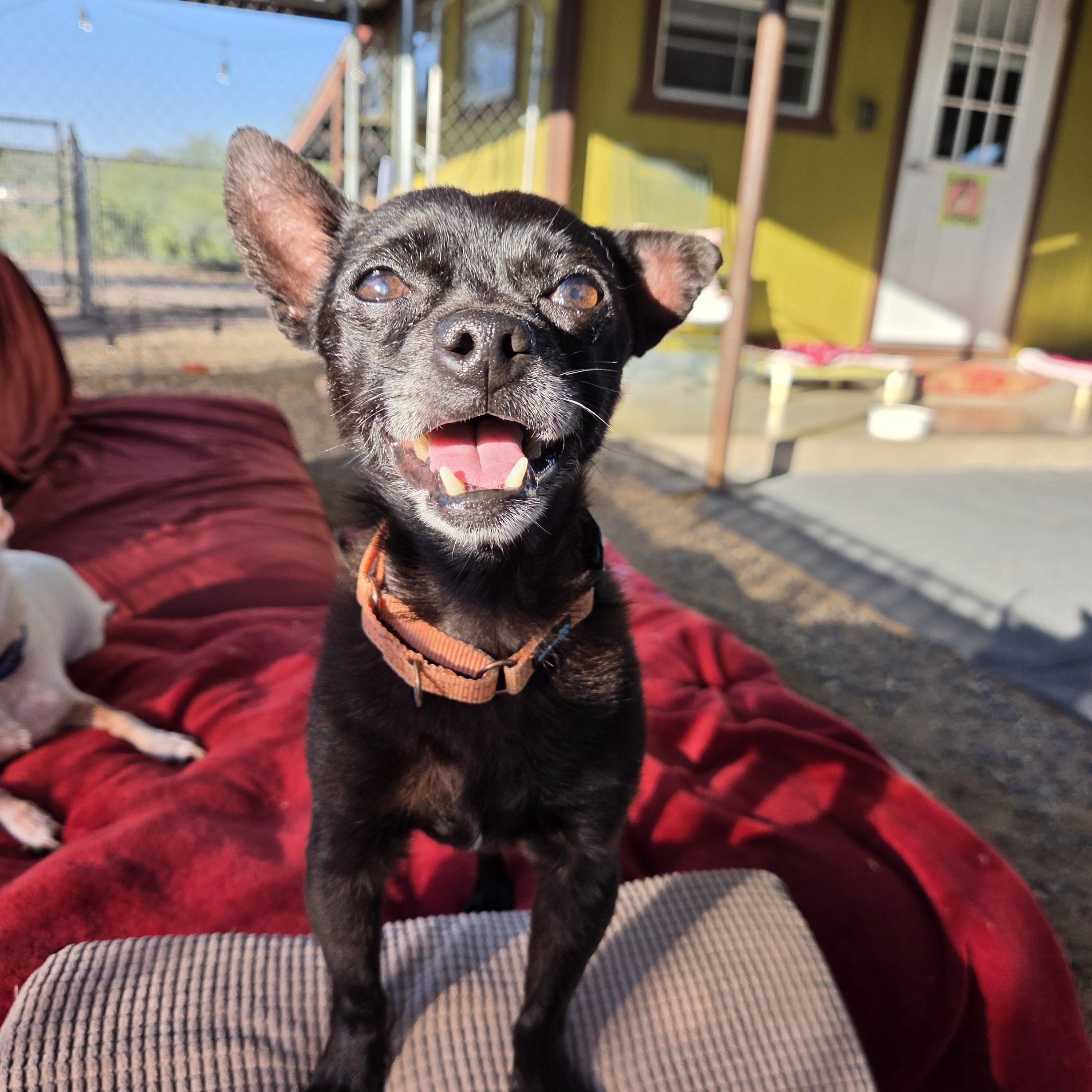 Enlarge Jimothy, a Adoptable mixed breed in New River, AZ image 2/3
