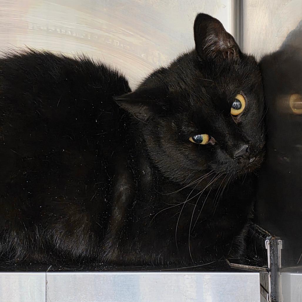 Enlarge Bear, a Adoptable mixed breed in Galax, VA image 1/1