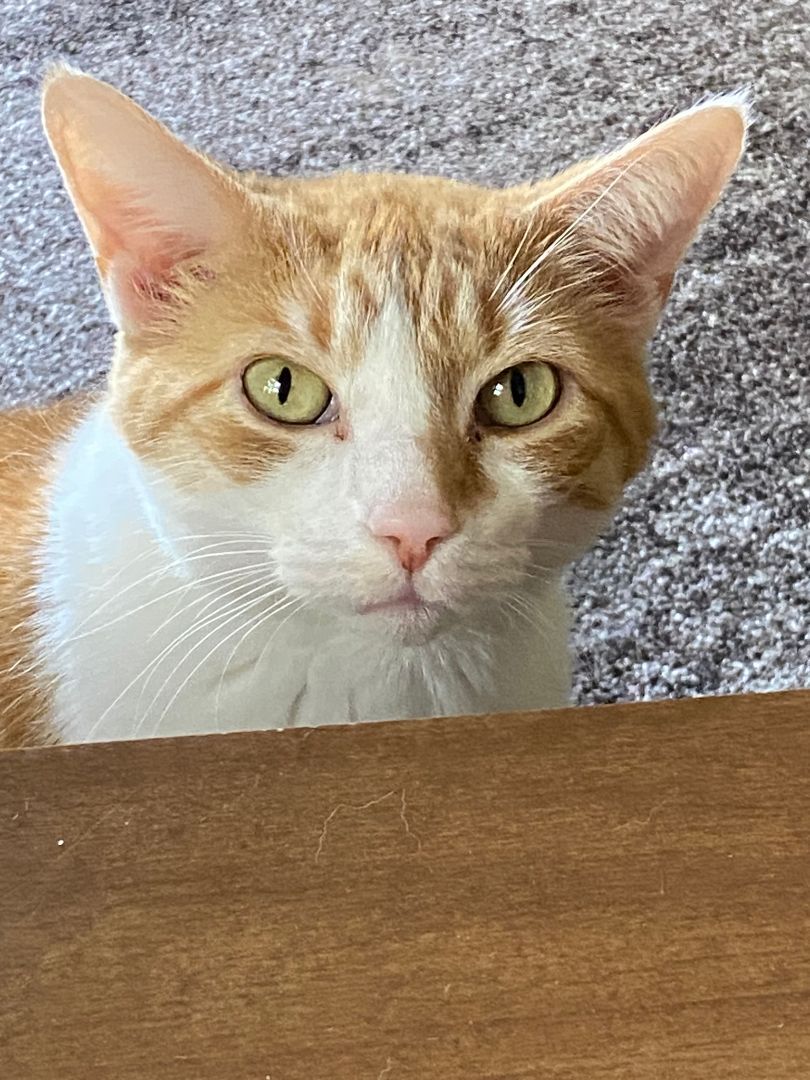 Enlarge Mojo, a Adopted Domestic Medium Hair in Downingtown, PA image 1/12