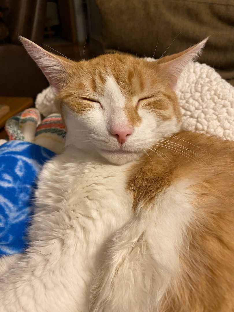 Enlarge Mojo, a Adopted Domestic Medium Hair in Downingtown, PA image 2/12