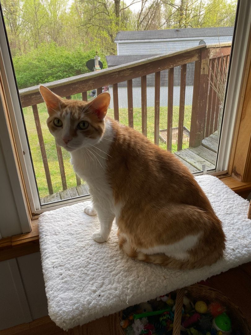 Enlarge Mojo, a Adopted Domestic Medium Hair in Downingtown, PA image 3/12