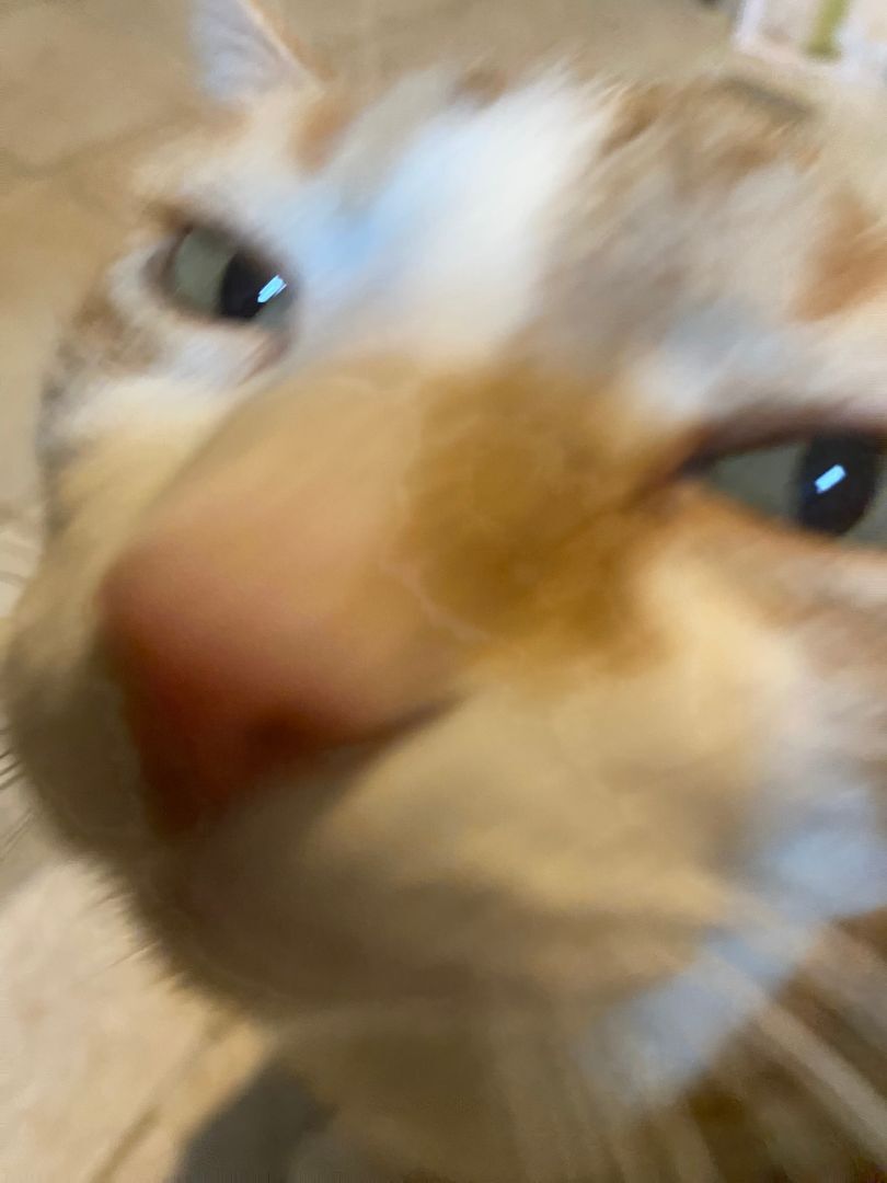 Enlarge Mojo, a Adopted Domestic Medium Hair in Downingtown, PA image 4/12