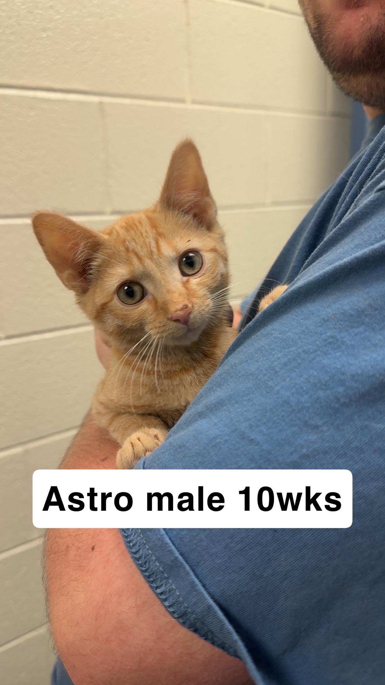Enlarge Astro, a Adoptable Domestic Short Hair in Amherst, VA image 1/1