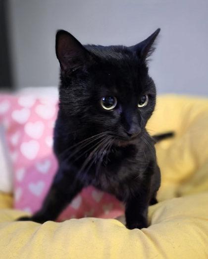 Enlarge Bolio - Cats in Bloom Feature, a Adoptable mixed breed in Berwick, PA image 1/1