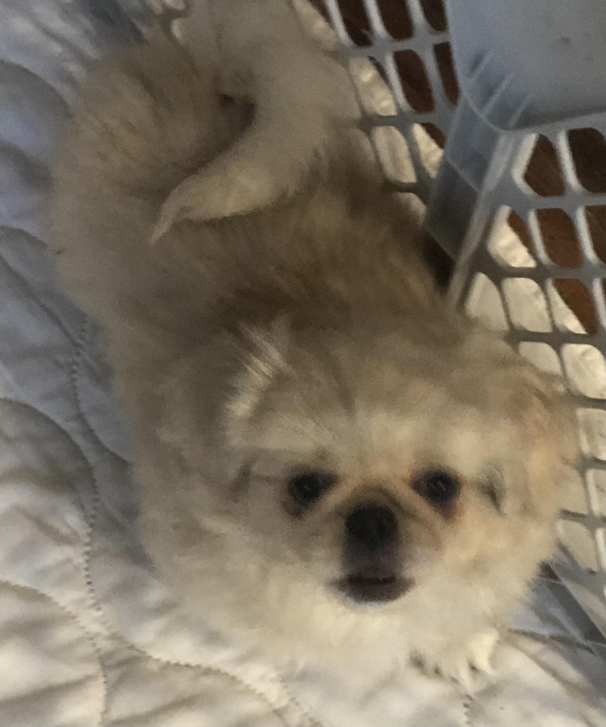 Enlarge Chiffon, a ADOPTABLE Pekingese in Colleyville, TX image 3/3