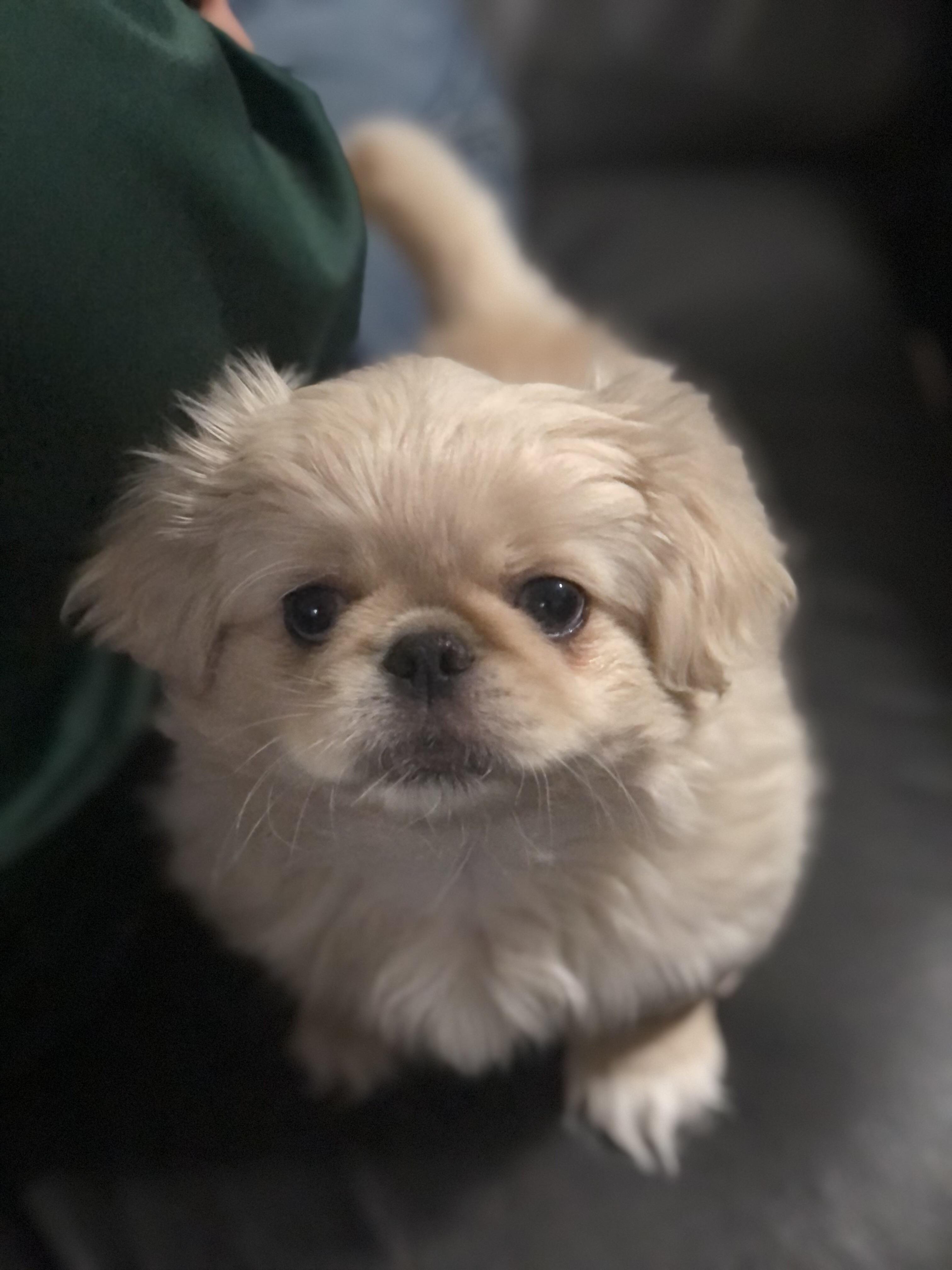 Chiffon, ADOPTABLE, Puppy Female Pekingese.