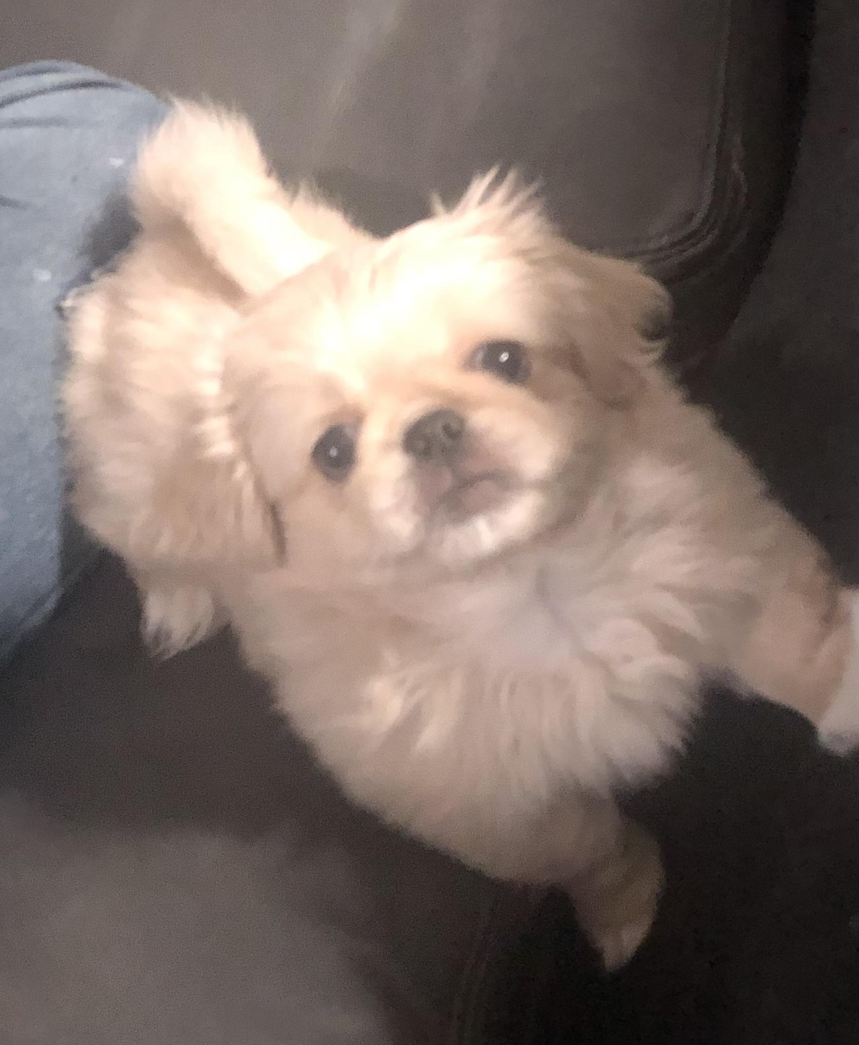 Enlarge Chiffon, a ADOPTABLE Pekingese in Colleyville, TX image 2/3