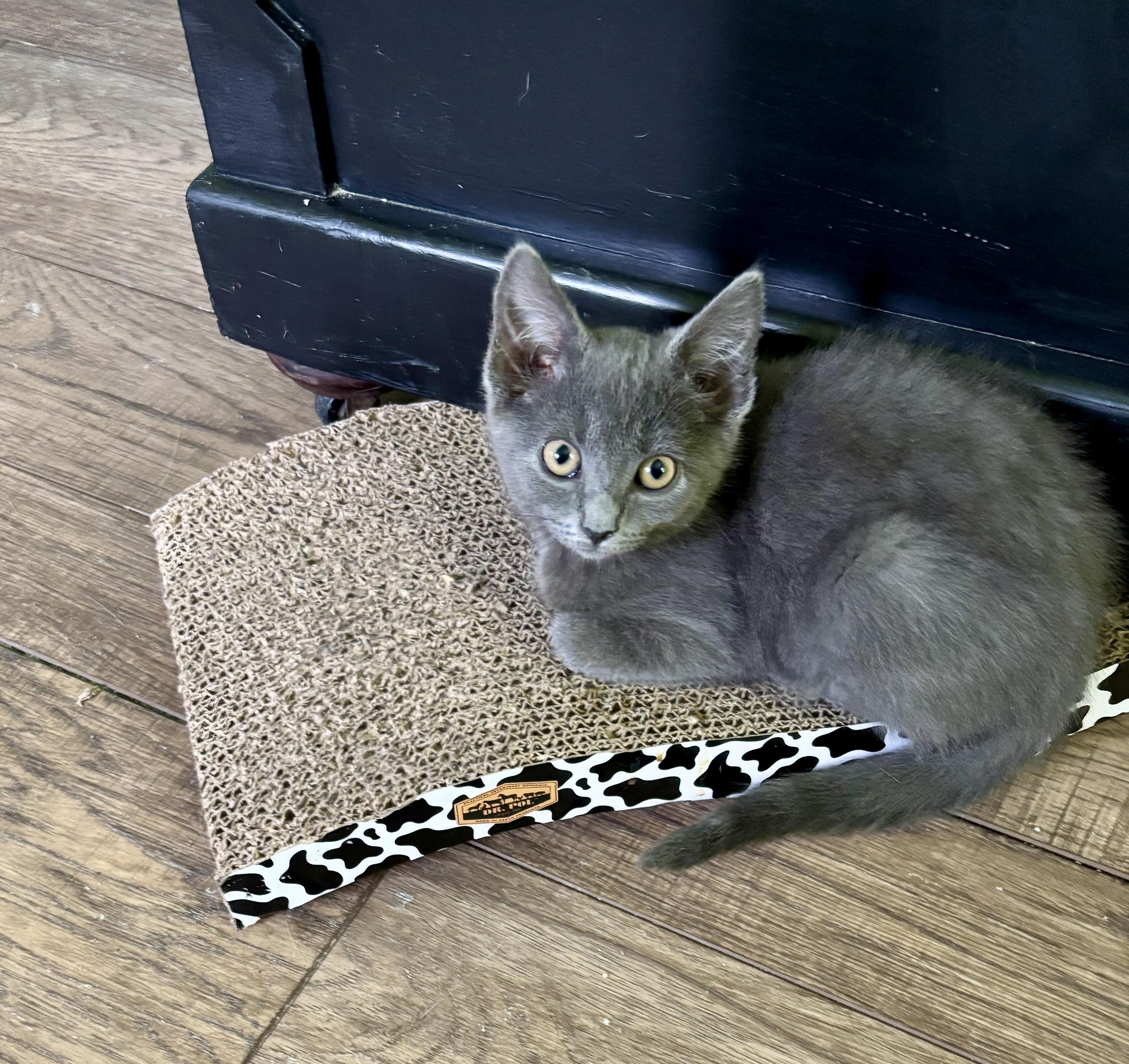 Enlarge Tori, a Adoptable Domestic Short Hair in Jeffersonville, IN image 4/4