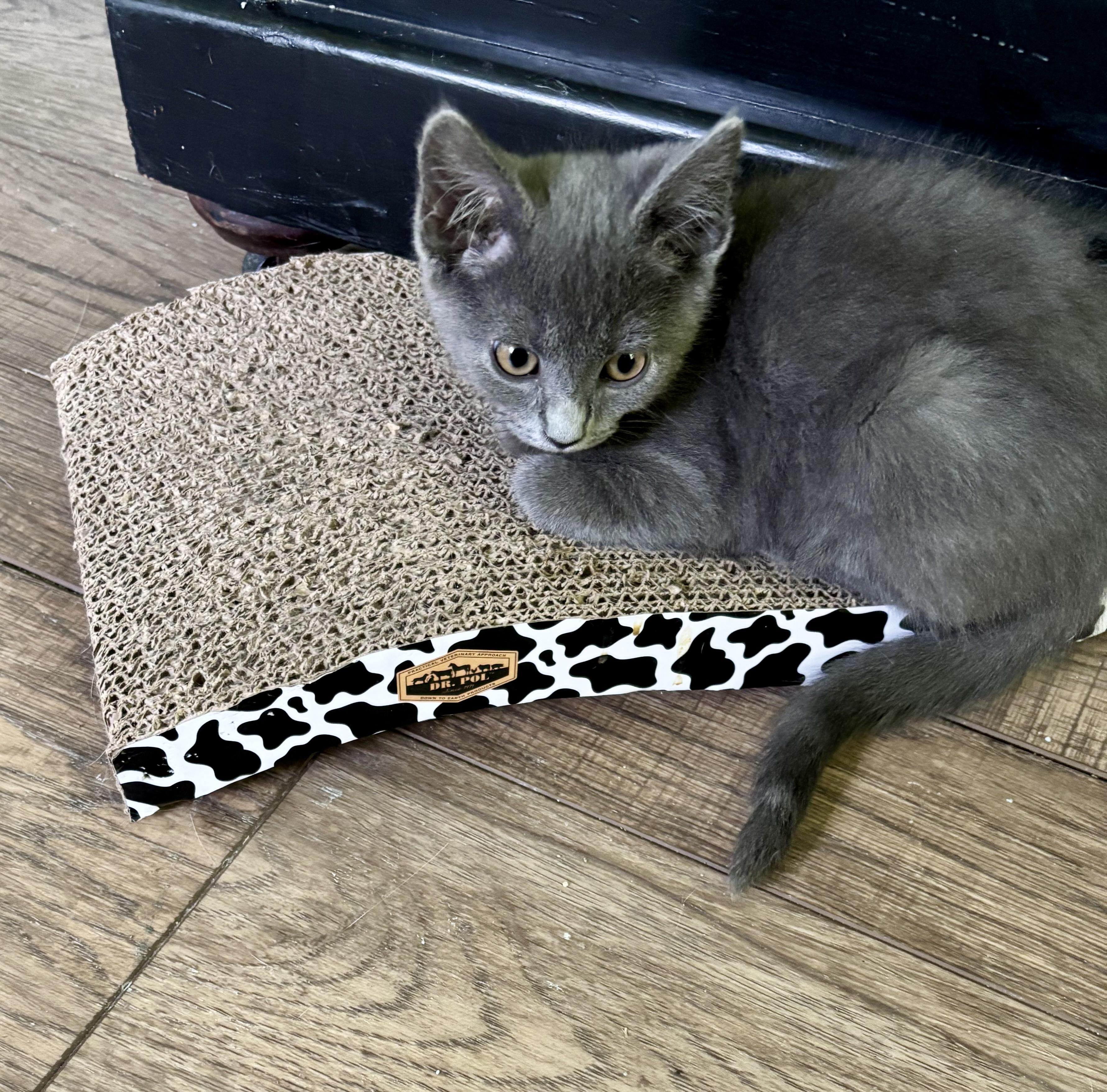 Enlarge Tori, a Adoptable Domestic Short Hair in Jeffersonville, IN image 3/4