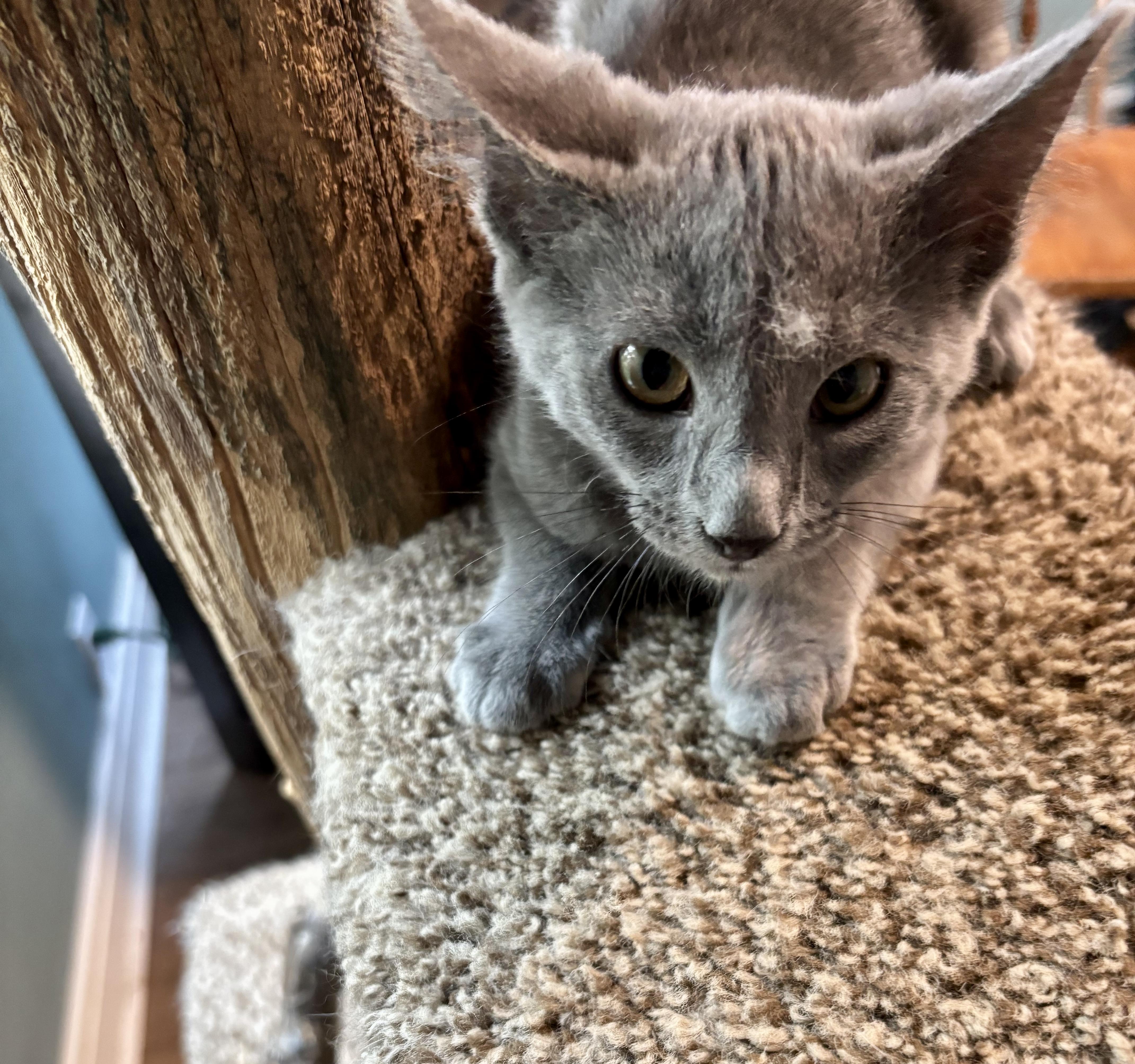 Enlarge Tori, a Adoptable Domestic Short Hair in Jeffersonville, IN image 2/4