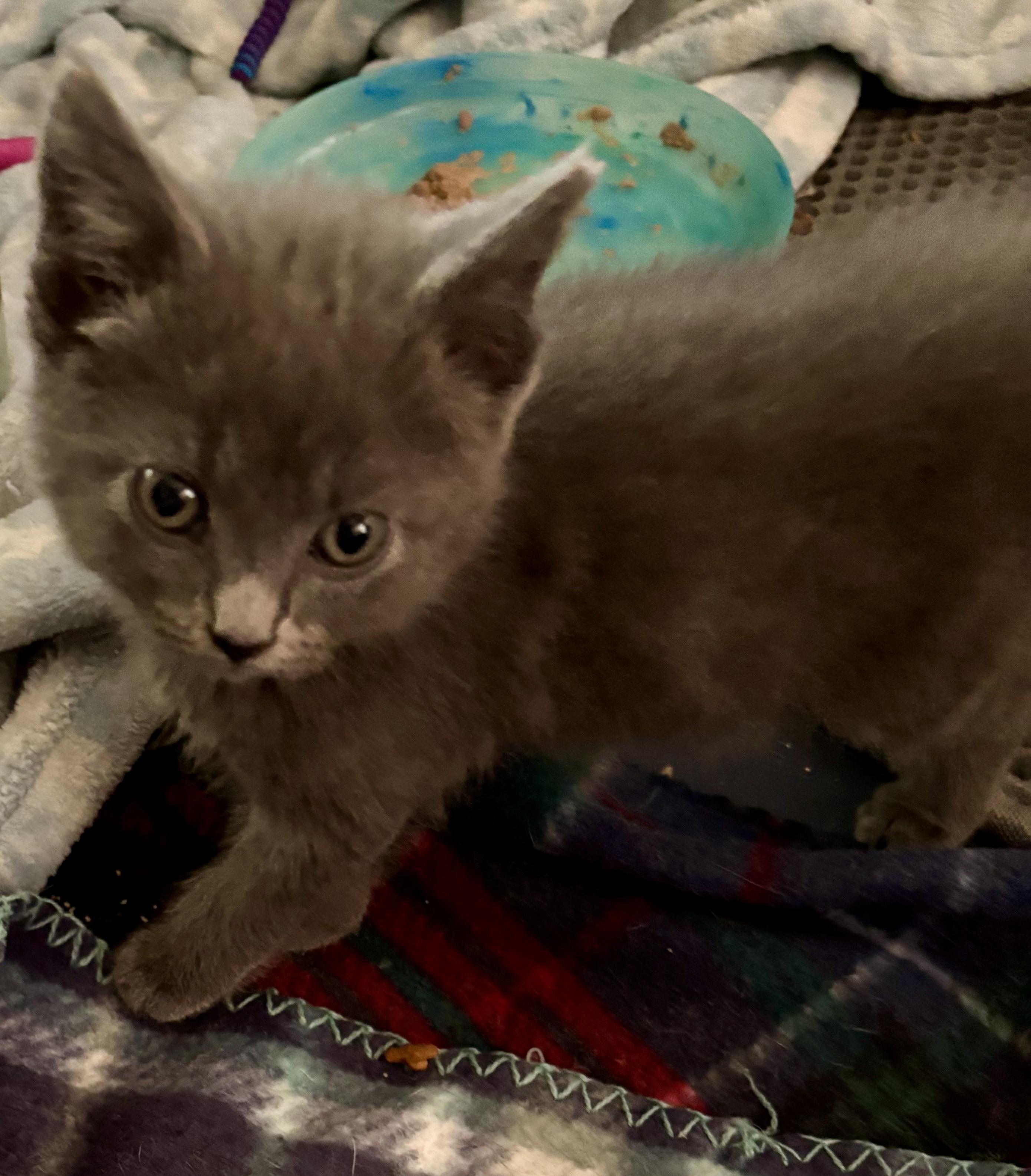 Tori, Adoptable, Kitten Female Domestic Short Hair.