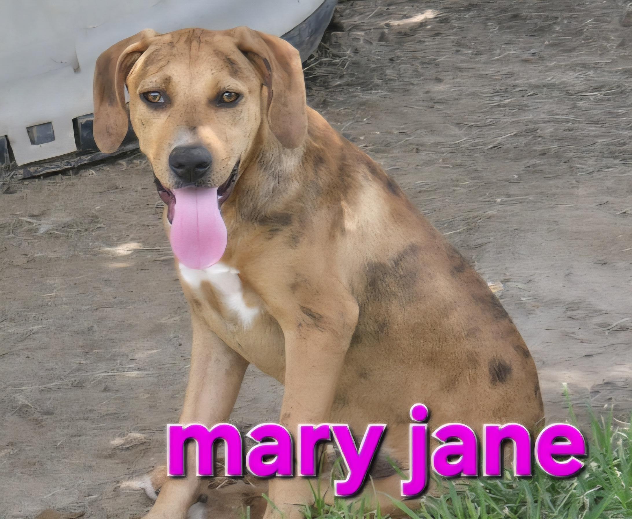 Enlarge Mary jane, a Adoptable mixed breed in Mexia, TX image 1/1