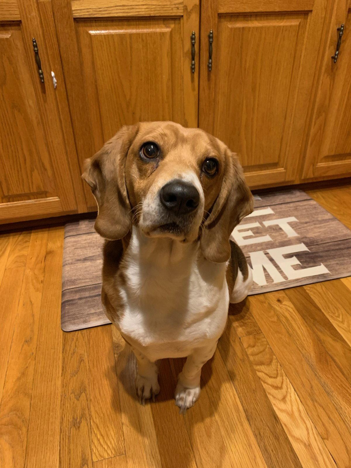 Cash: My Home to Yours (Not at the shelter), Adoptable, Senior Male Beagle.