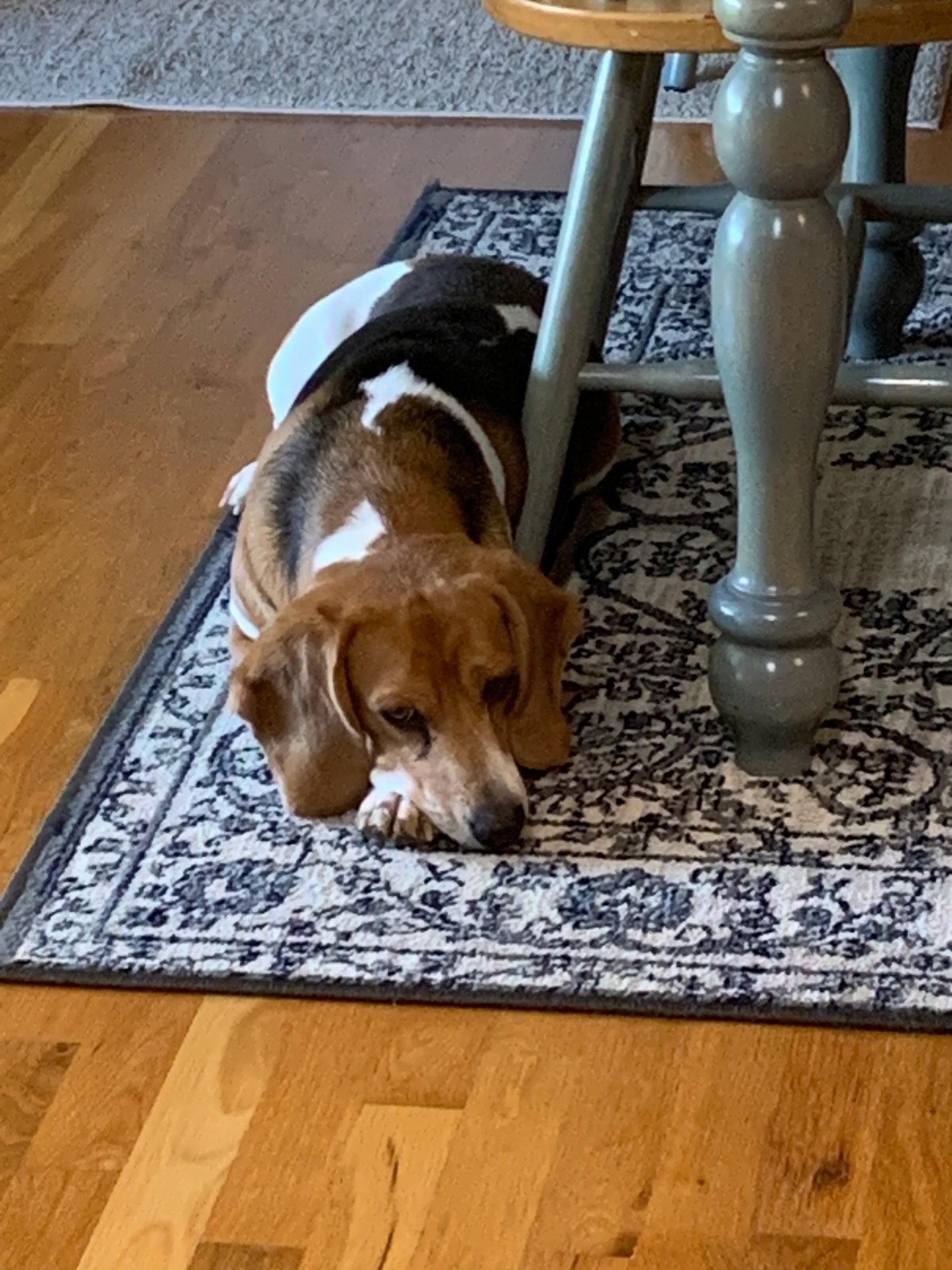 Enlarge Cash: My Home to Yours (Not at the shelter), a Adoptable Beagle in Rustburg, VA image 2/2
