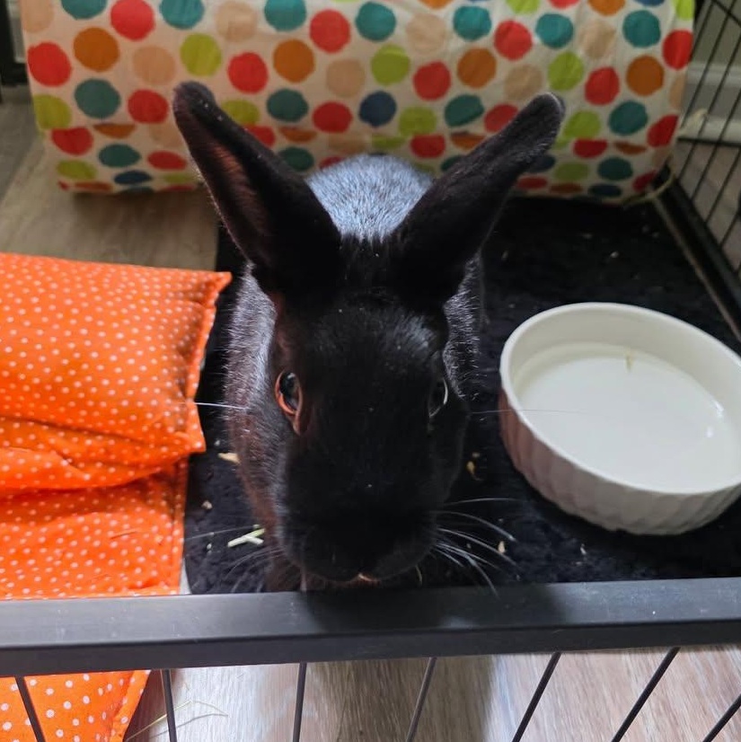 Enlarge Clover, a ADOPTABLE Silver Marten in CHARLOTTE, NC image 3/3
