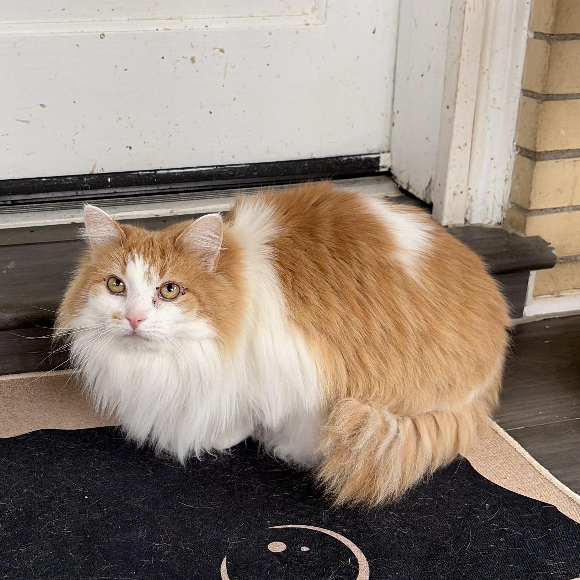 Enlarge Miranda, a ADOPTABLE Domestic Long Hair in West newton, PA image 2/2