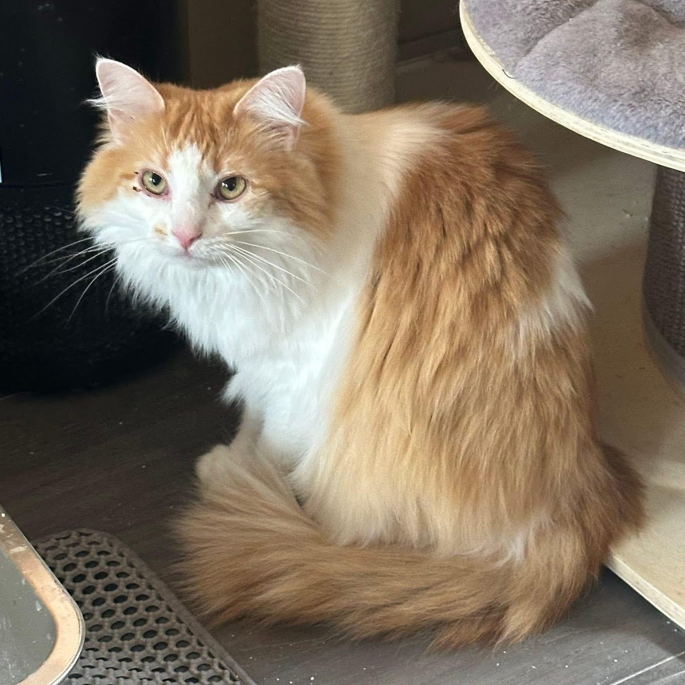 Miranda, ADOPTABLE, Adult Female Domestic Long Hair.