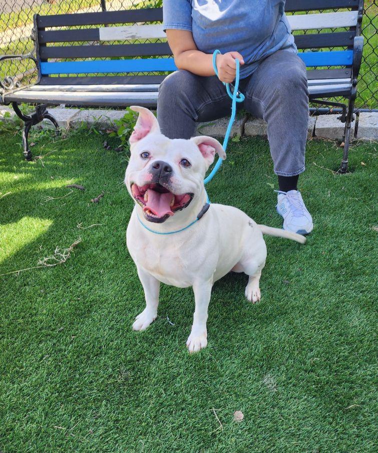 Enlarge Tito, a Adoptable mixed breed in Perth Amboy, NJ image 1/4