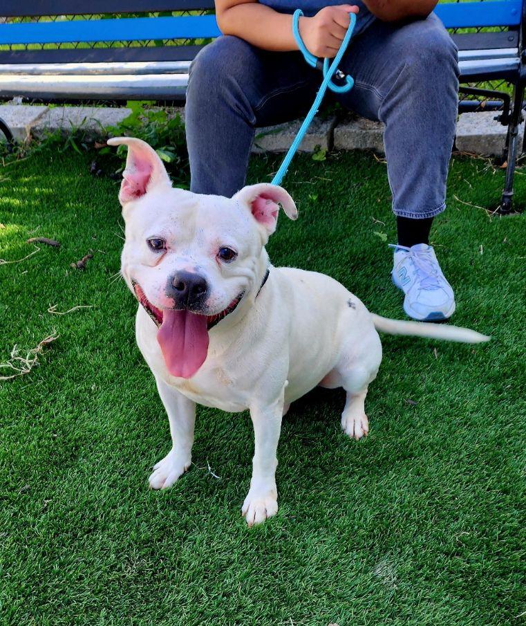Enlarge Tito, a Adoptable mixed breed in Perth Amboy, NJ image 2/4