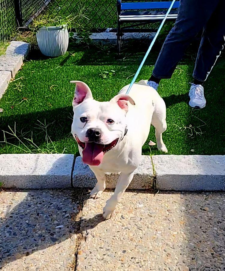 Enlarge Tito, a Adoptable mixed breed in Perth Amboy, NJ image 4/4