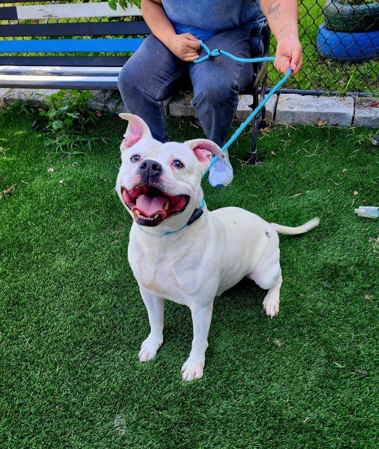 Enlarge Tito, a Adoptable mixed breed in Perth Amboy, NJ image 3/4