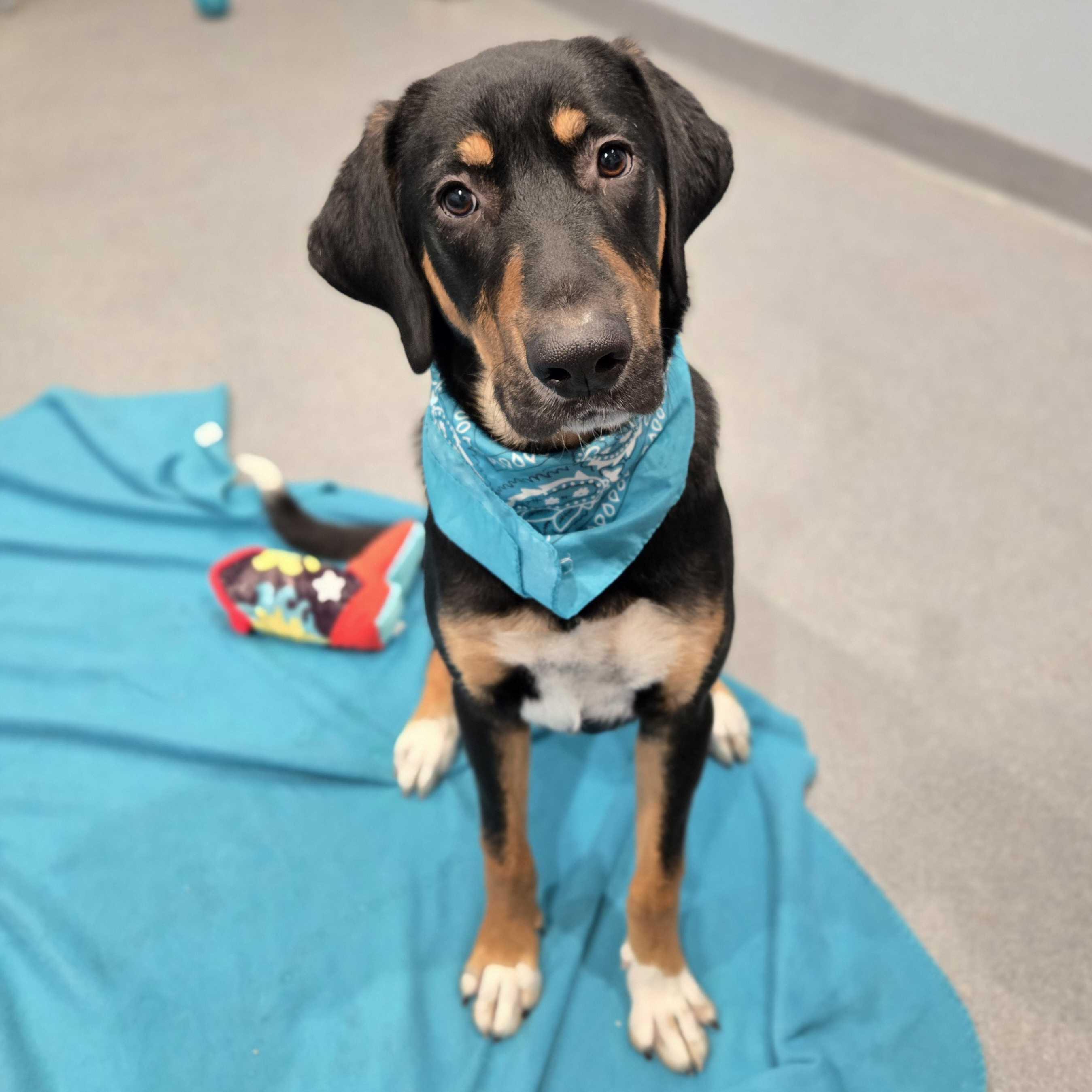 Bam Bam, a other Mixed Breed in Canal Winchester, OH image 1/6