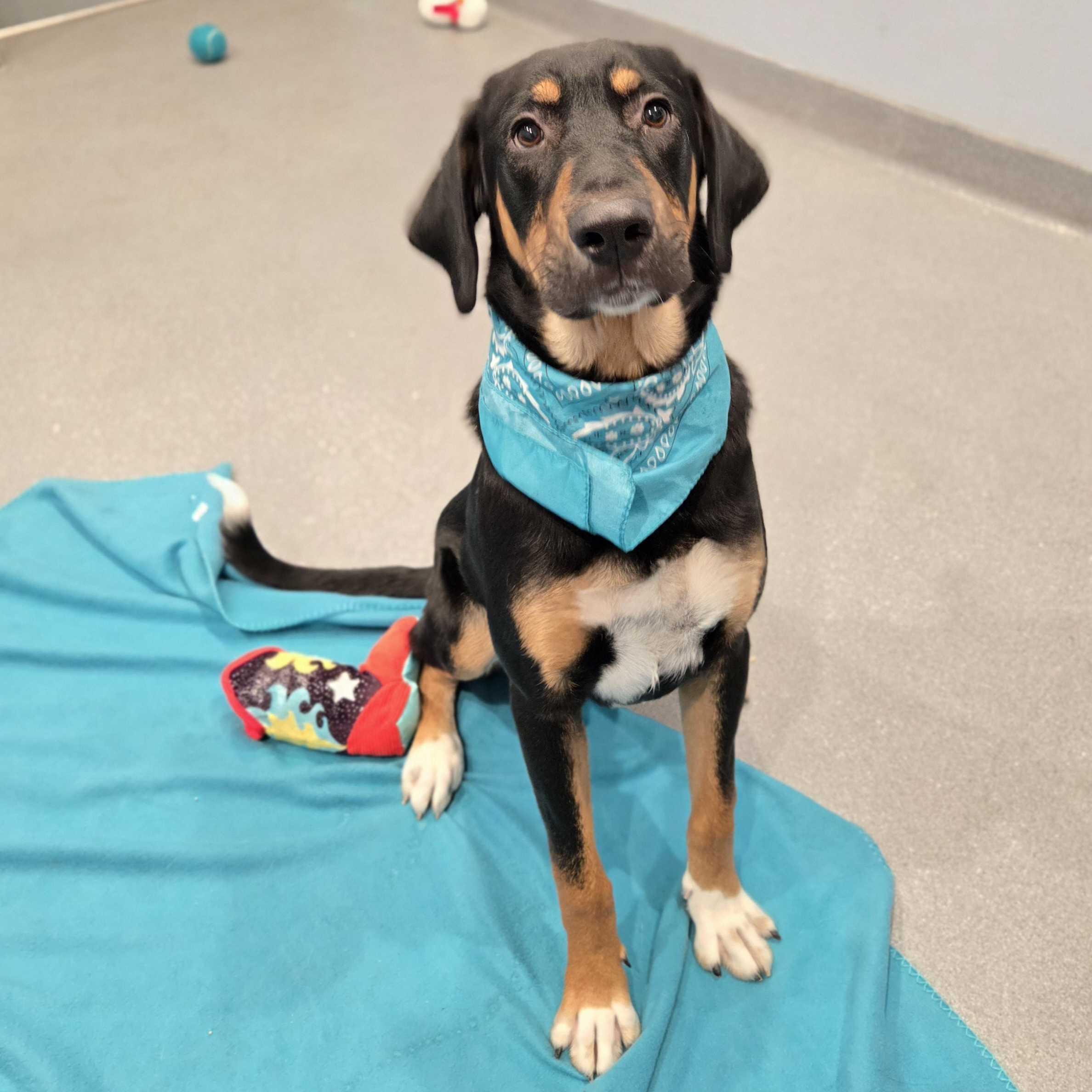 Bam Bam, a other Mixed Breed in Canal Winchester, OH image 2/6