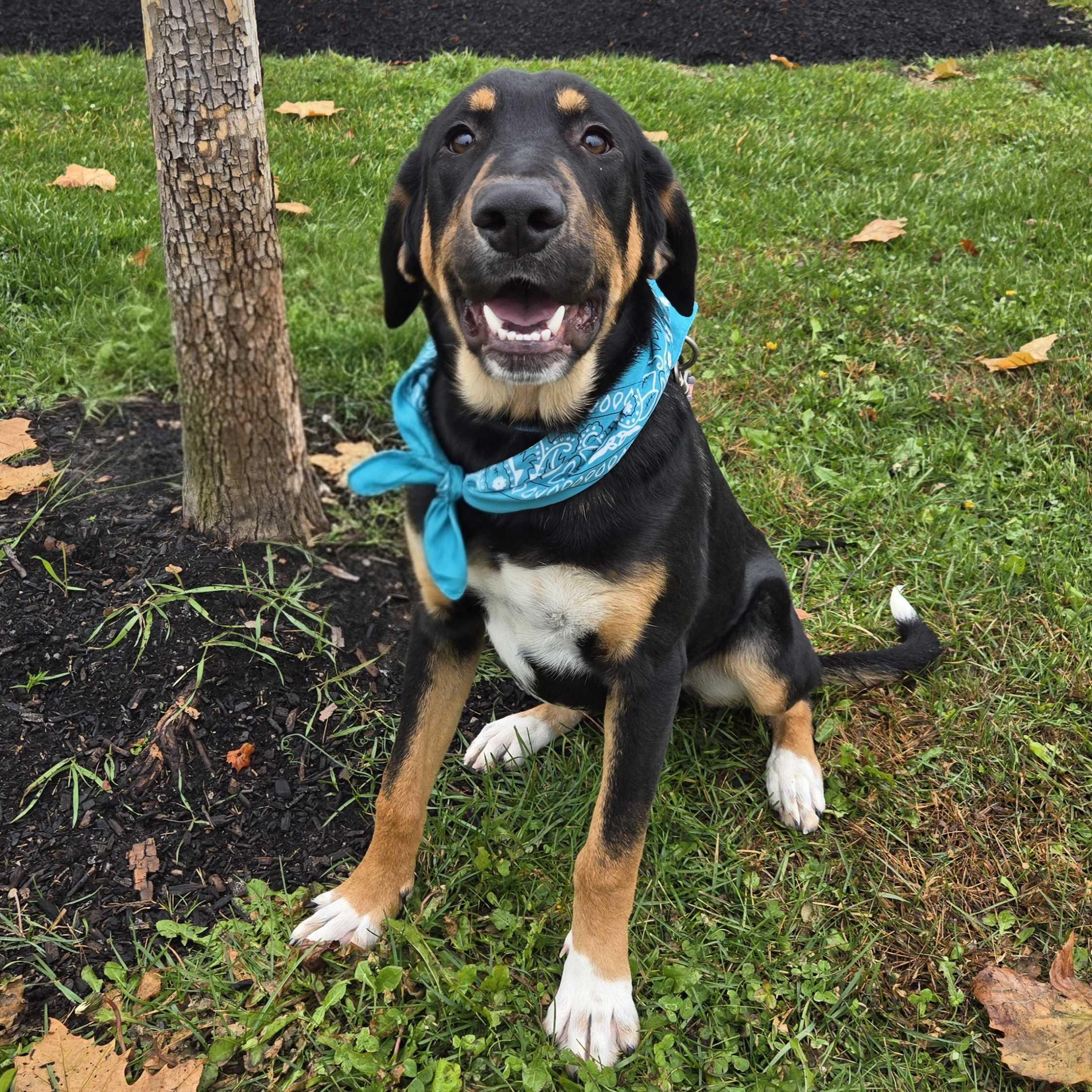 Bam Bam, Adoptable, Young Male Mixed Breed.