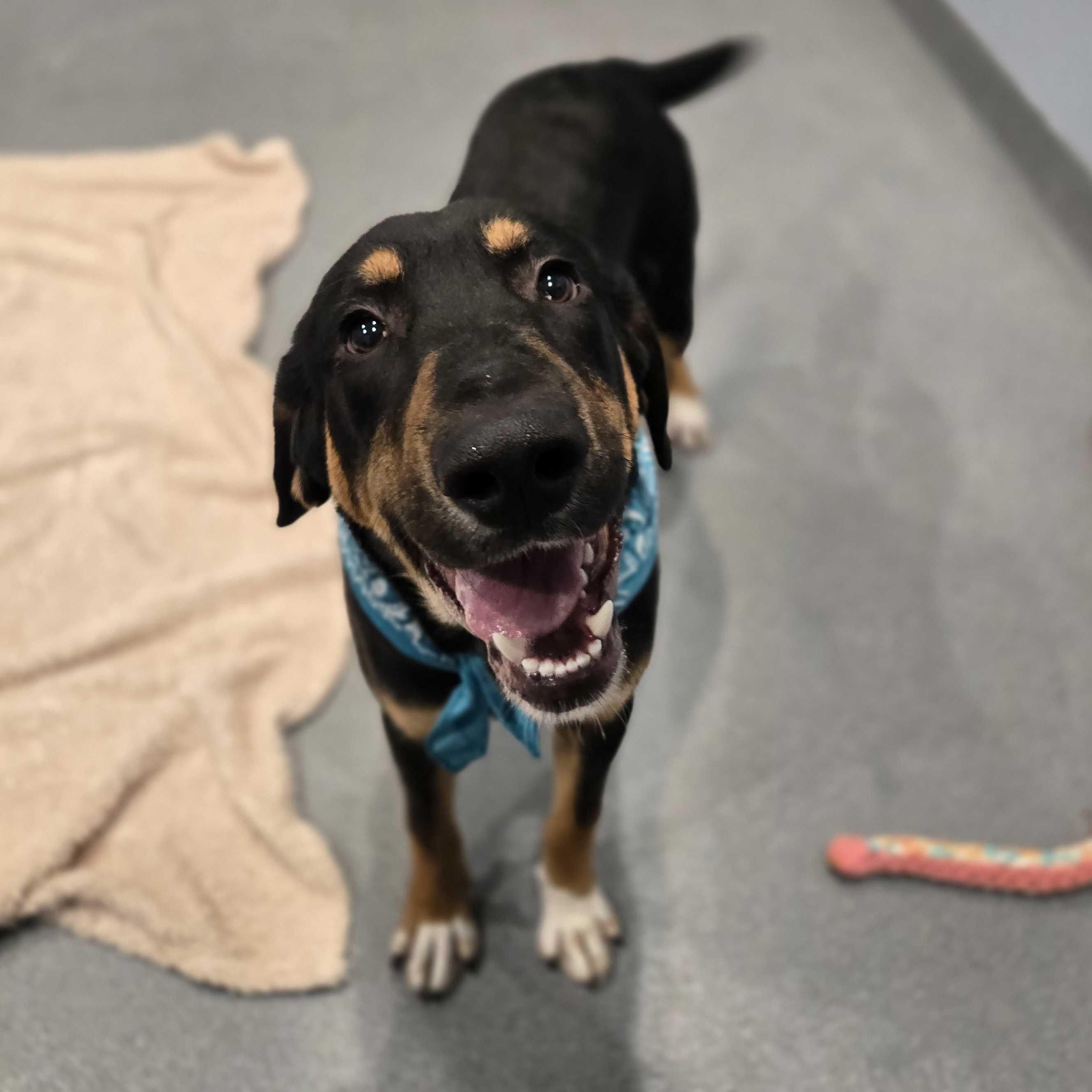 Bam Bam, a other Mixed Breed in Canal Winchester, OH image 5/6