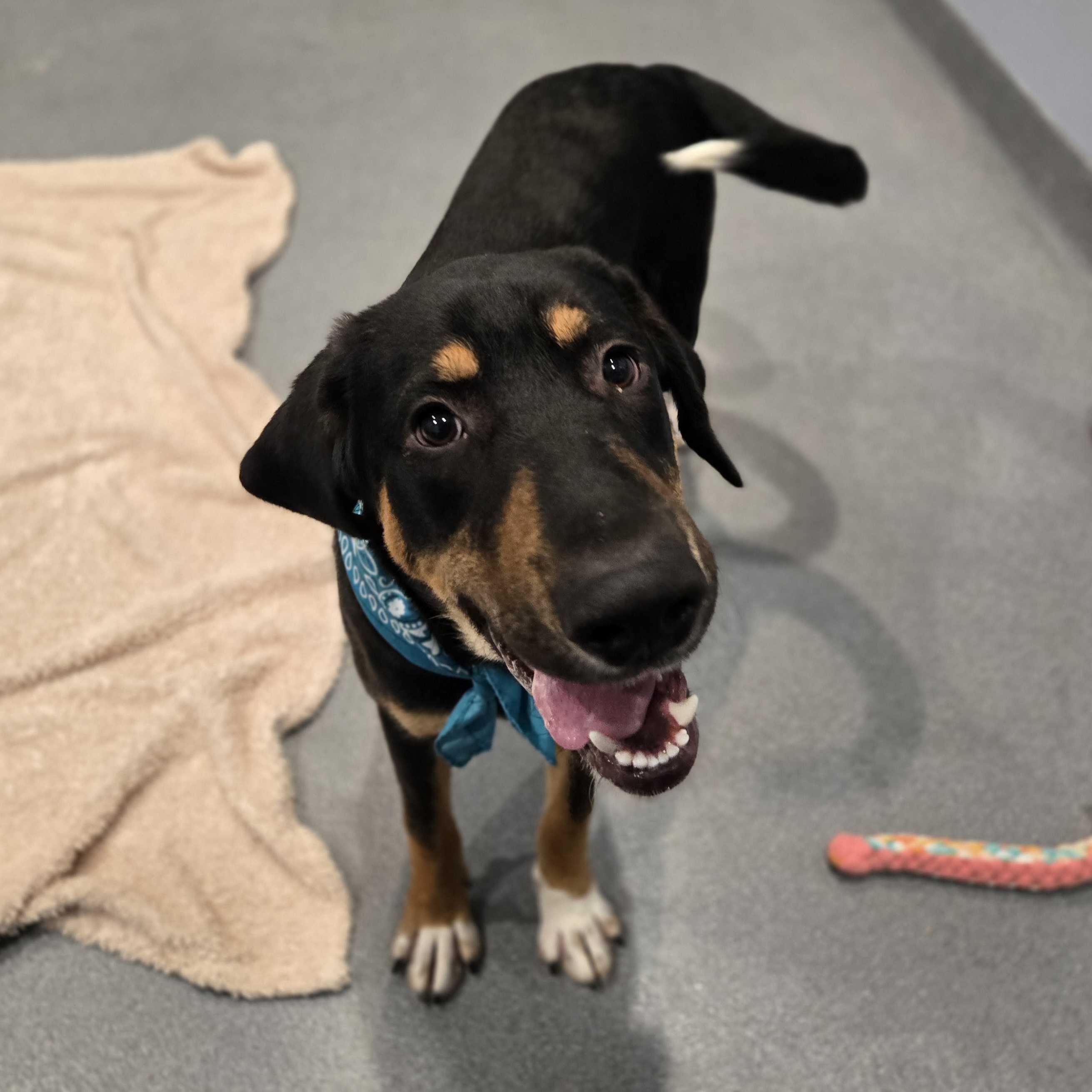 Bam Bam, a other Mixed Breed in Canal Winchester, OH image 6/6